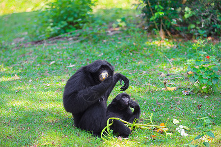 Siamang丛林热带荒野灵长类婴儿哺乳动物长臂猿野生动物食物森林背景图片