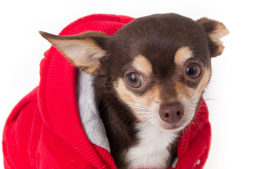 可爱的吉娃娃狗棕色夹克衣服外套宠物动物红色图片