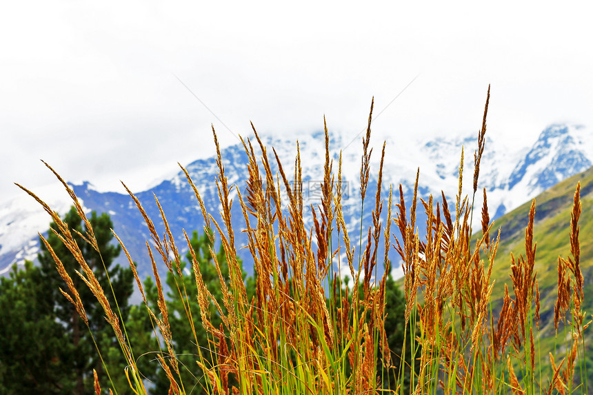 在草原上生长的黄草耳朵土地草地场地场景树叶乡村植物山脉阳光风景图片