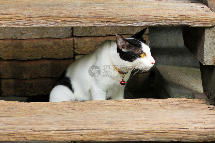 泰泰铢猫科眼睛胡须毛皮动物虎斑宠物小猫猫咪图片