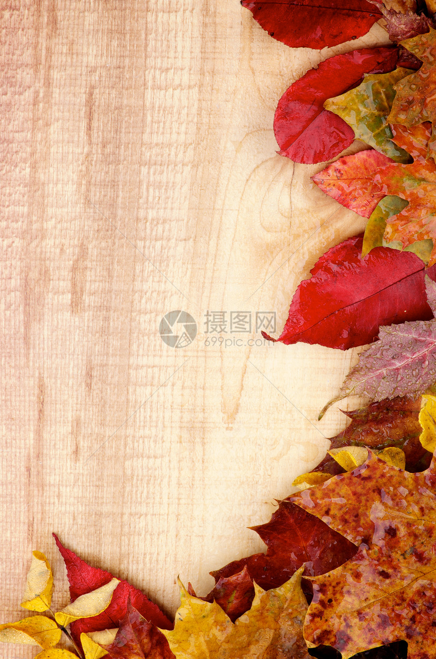 秋叶叶植物学季节性水平橙子边框框架秋叶活力空地叶子图片