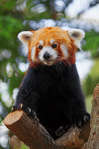 红微红熊猫富根生物棕色动物大熊猫红色荒野野生动物森林哺乳动物背景