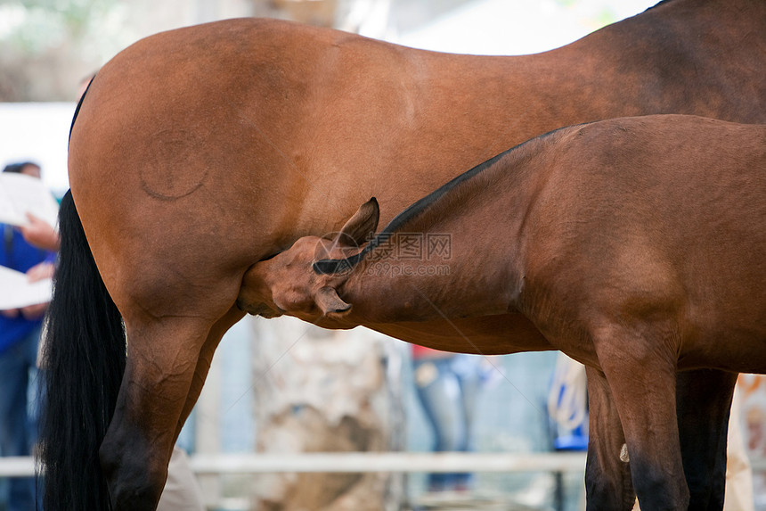在西班牙安达卢西亚州Jaen省Andujar举行的马术活动期间 与一匹骑马一起比赛闲暇驯服者配种运动传统教练马背功能竞赛图片