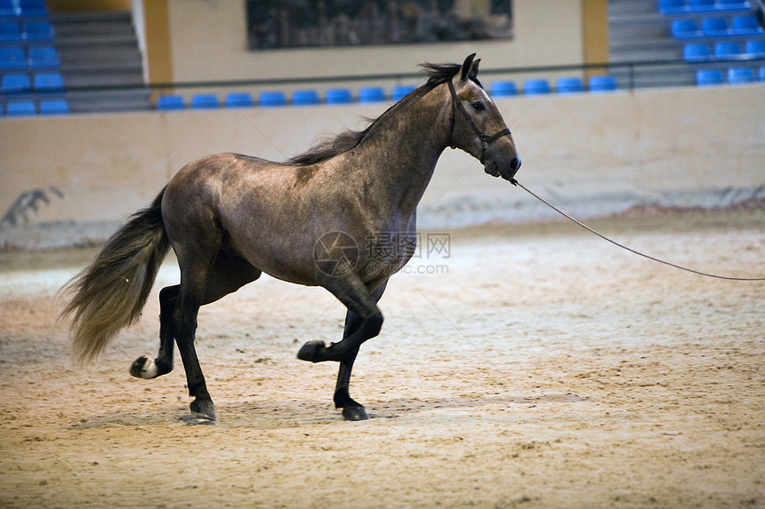 西班牙纯纯种西班牙语马的功能性测试 西班牙教练形态学配种节目舞步闲暇赛马展示马术皮革图片