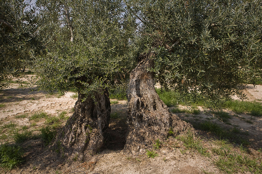 西班牙Jaen附近象形植物的橄榄树树干森林天空蔬菜场地文化各地农业树木世界图片