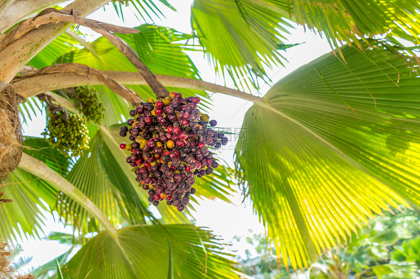 日期 棕榈树木维生素海枣热带绿色棕色水果黄色图片
