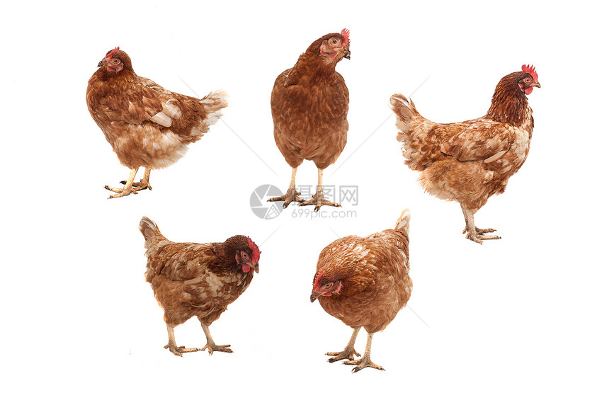 白背景的鸡肉动物羽毛鸟类农业家禽女性白色图片