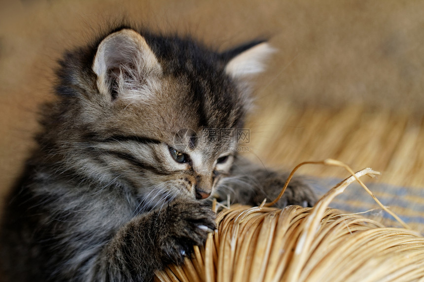 塔比小猫哺乳动物婴儿猫咪捕食者胡须宠物动物头发毛皮荒野图片