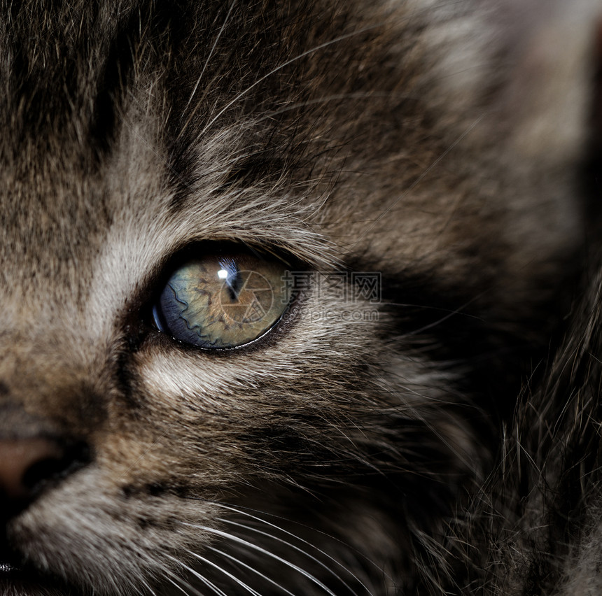 塔比小猫哺乳动物宏观虎斑猫咪胡须棕色毛皮眼睛宠物婴儿图片