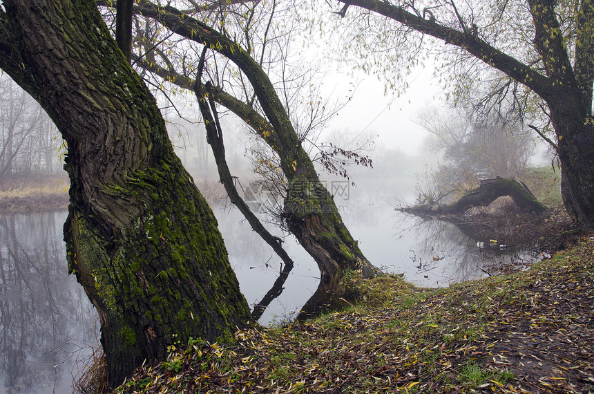 带树和薄雾的河流风景图片