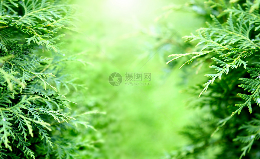 绿绿背景叶子水平衬套活力生长风景植物摄影图片