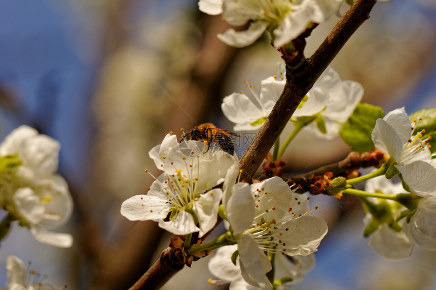 有蜜蜂的樱花树季节宏观昆虫森林翅膀荒野花瓣生物学叶子花朵图片