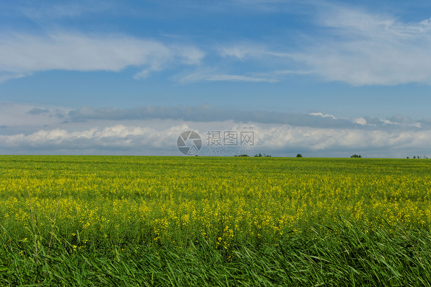 蓝云天空下的小麦田农场农田农业谷物季节草地风景生长场景土地图片