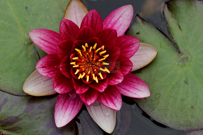 池塘里的百里水花朵环境海浪花园植物群花瓣冥想植物紫色百合图片