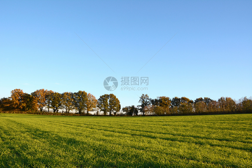 绿田田林被秋树包围图片