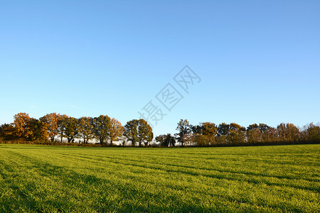 绿田田林被秋树包围高清图片