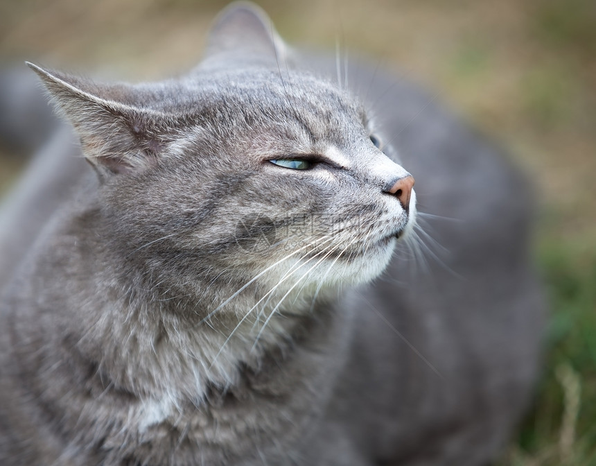 灰小猫户外玩眼睛男性毛皮友谊哺乳动物动物摄影灰色小猫生活图片