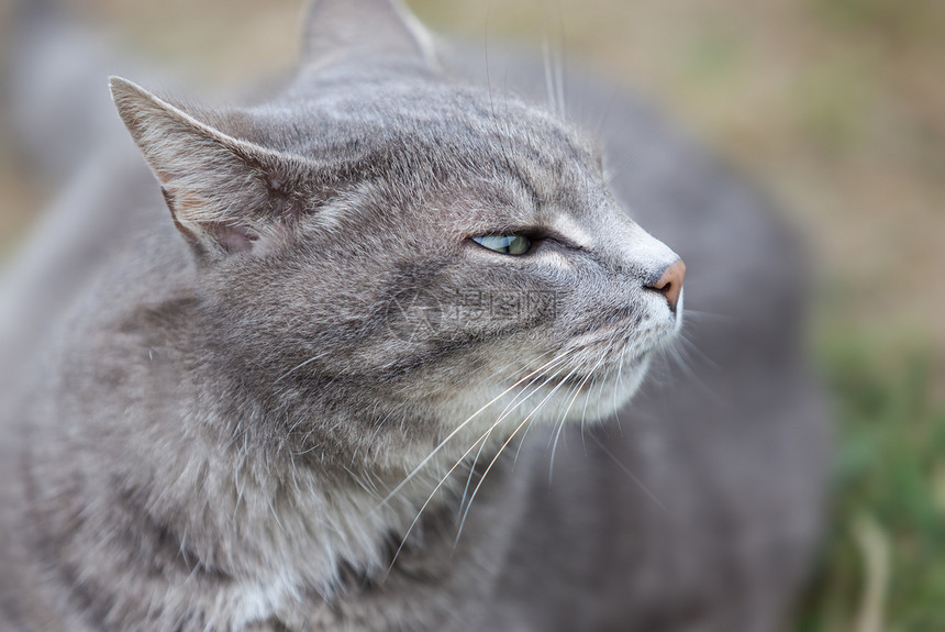 灰小猫户外玩灰色小猫友谊生活晶须动物毛皮食肉好奇心眼睛图片