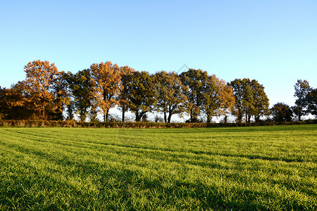 秋树在田地边缘高清图片