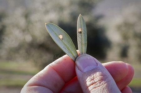 西班牙Jaen的橄榄叶受repilo感染真菌床单叶片螺旋手指绿色疾病背景图片