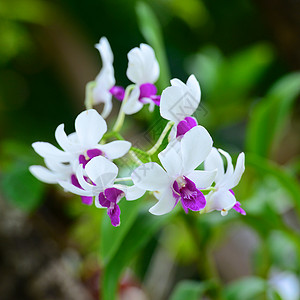 兰花植物粉色热带白色花卉背景图片