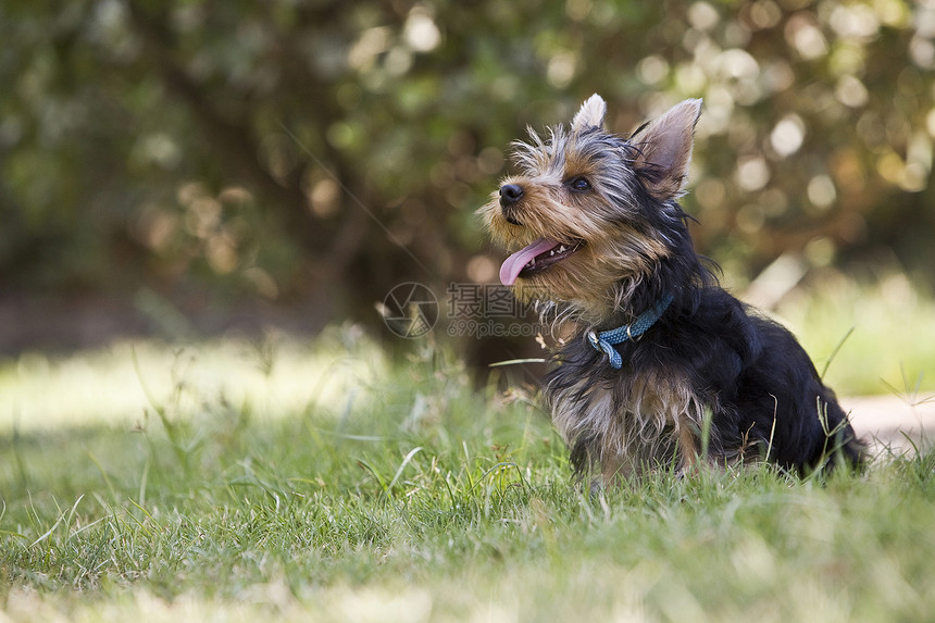 约克郡大狗在草地上 西班牙黑色成人舌头绿色动物犬类花园朋友宠物院子图片