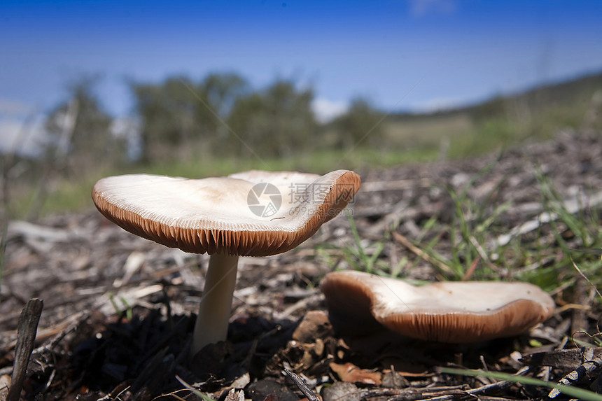 西班牙森林的美丽蘑菇 草原上美丽的蘑菇侏儒季节棕色日光地面植物毒菌叶子生物学绿色图片
