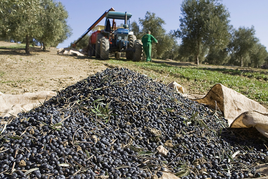 西班牙Jaen的橄榄收藏男人栽培工作种植园农作物乡村经济农民树木收成图片
