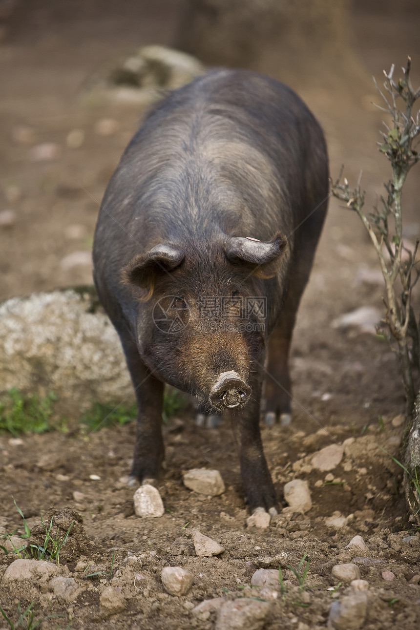 西班牙科尔多瓦市佩德罗切山谷的伊伯里猪农场起源猪肉动物绿色盘子牧场橡子称谓橡木图片