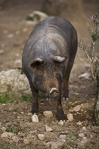 西班牙科尔多瓦市佩德罗切山谷的伊伯里猪农场起源猪肉动物绿色盘子牧场橡子称谓橡木背景图片