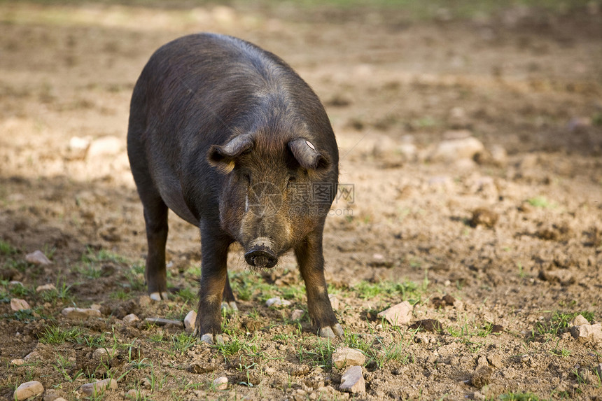 西班牙科尔多瓦市佩德罗切山谷的伊伯里猪农场猪肉牧场动物称谓盘子起源绿色橡子橡木图片