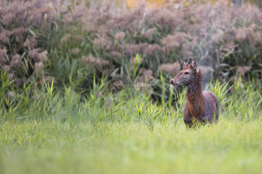 野生红鹿麋鹿野生动物动物木头森林哺乳动物荒野图片