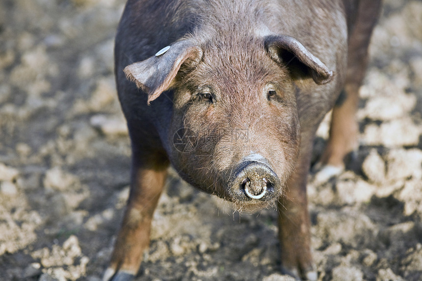 西班牙科尔多瓦市佩德罗切山谷的伊伯里猪农场橡木猪肉起源橡子盘子称谓绿色牧场动物图片