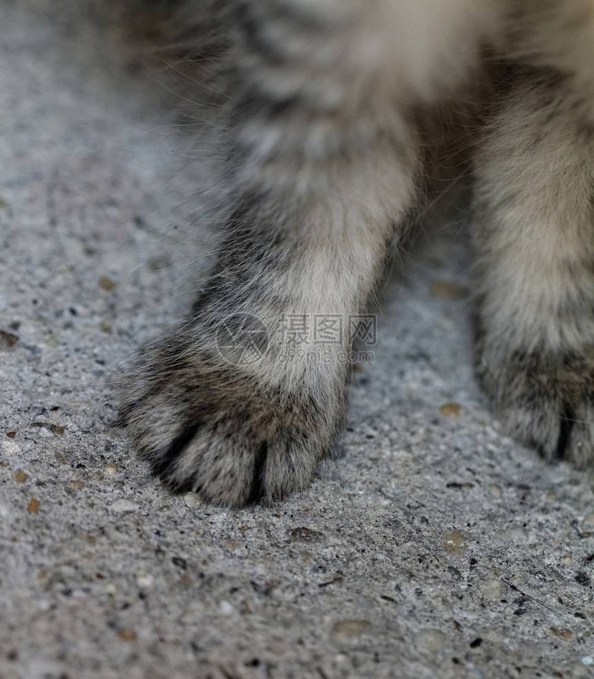 猫脚猫科动物灰色棕榈脚趾友谊宏观哺乳动物宠物毛皮粉色图片