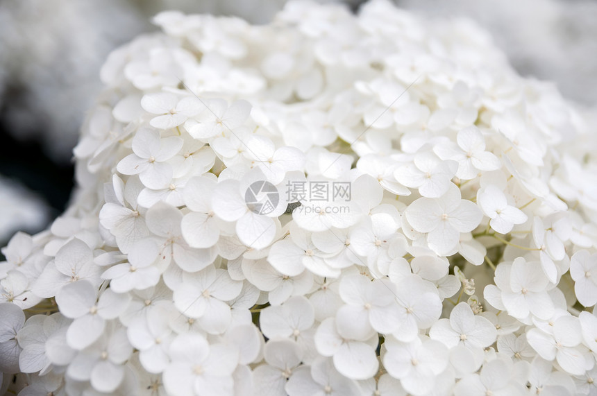 Hydrangea 恐慌白色叶子绣球花植物花瓣季节生长图片