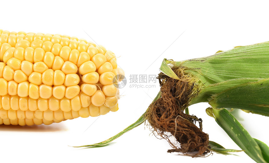 新鲜玉米在鳕鱼上爆米花食物营养叶子收成玉米芯金子生产蔬菜粮食图片