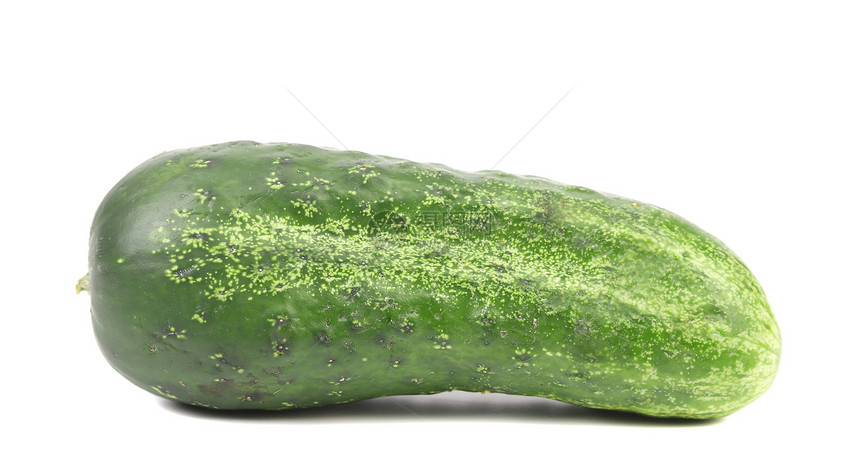 单绿黄瓜生长阴影蔬菜营养白色绿色植物食物餐厅新鲜度图片