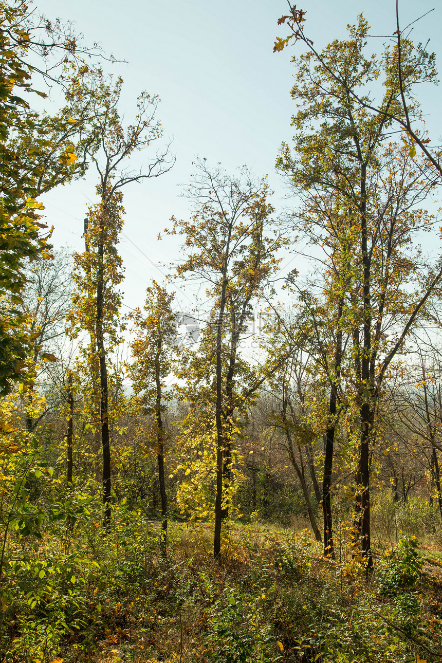 秋天森林的风景与阳光桦木快乐农村国家支撑叶子太阳晴天植物木头图片