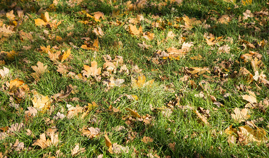 森林地板上多彩的秋叶景观公园荒野树木黄色红色踪迹叶子橙子小路地面图片