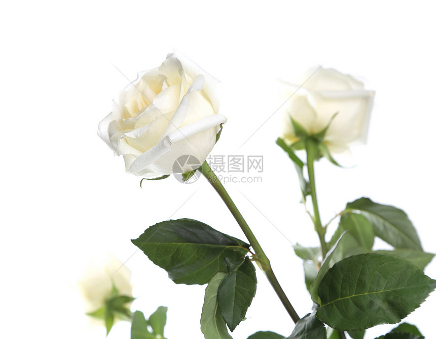 紧贴着美丽的白玫瑰图片