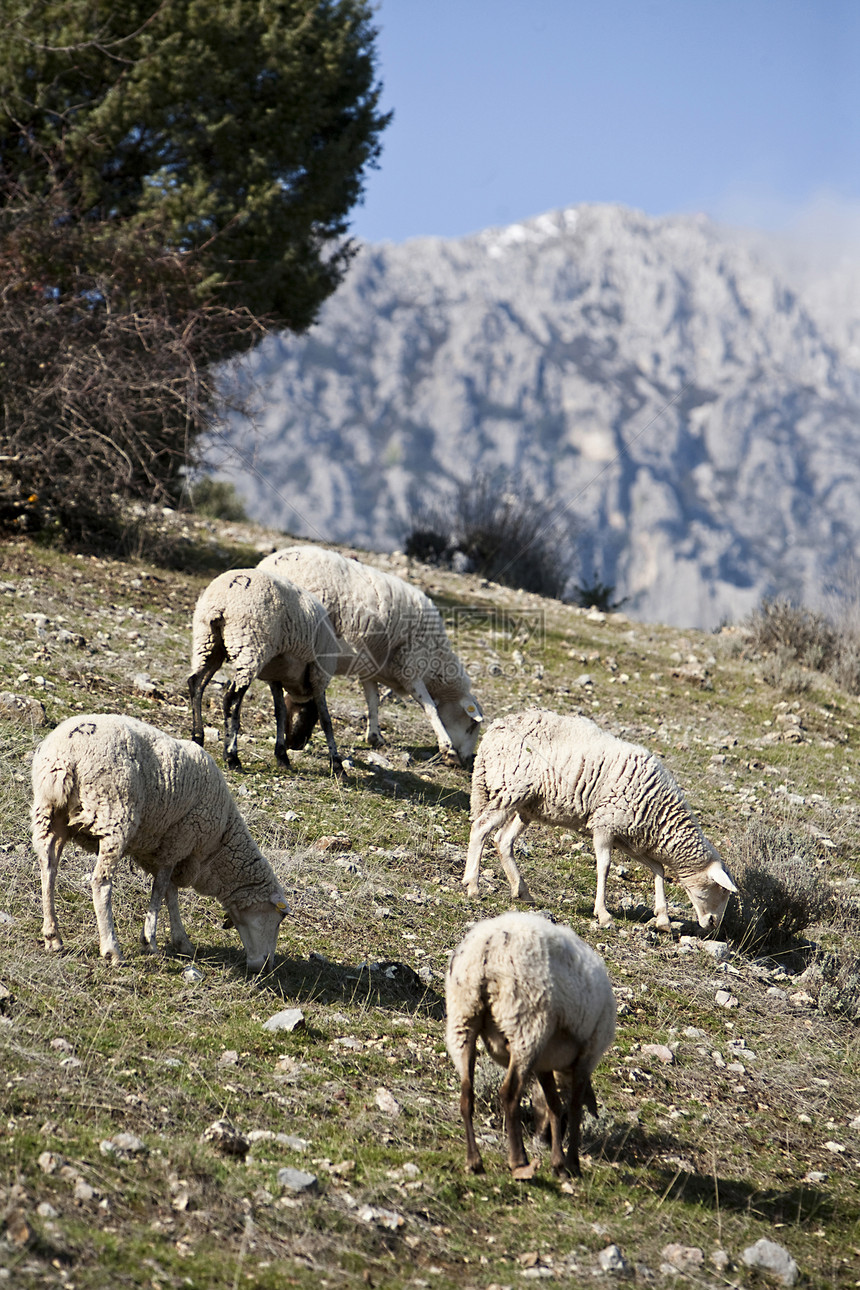 西班牙安达卢西亚山脉的羊群图片