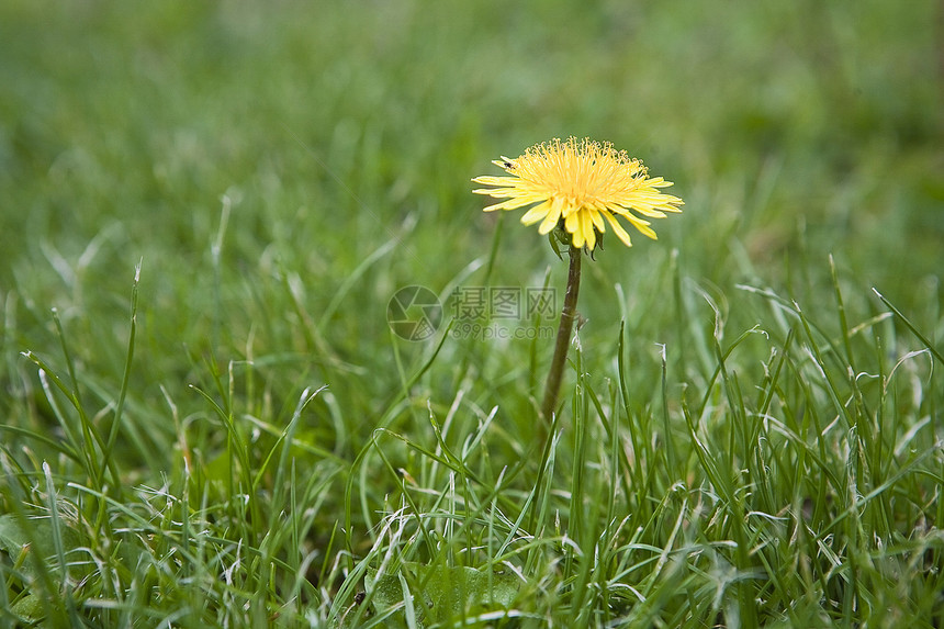 草原上的黄色花朵质地生活绿色旅行植物宏观叶子水平图案花瓣图片