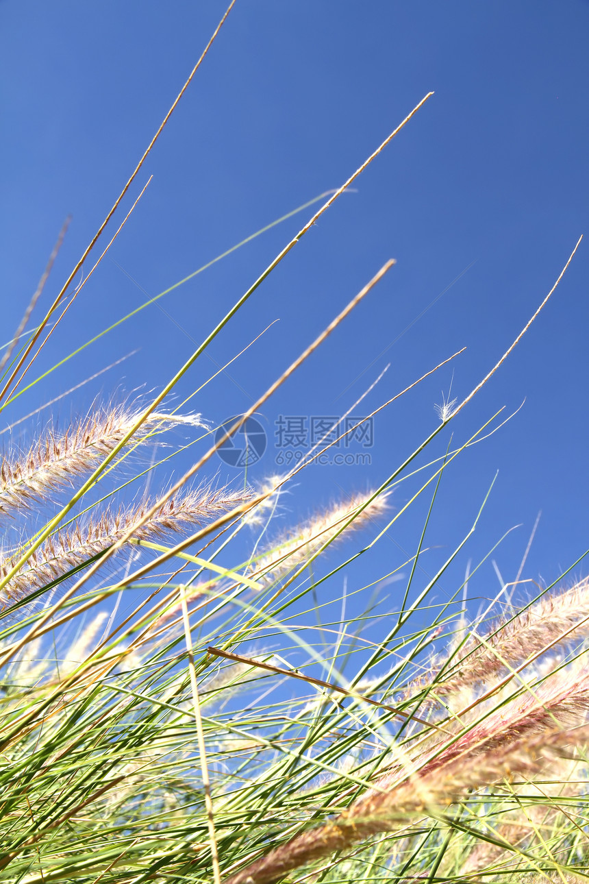 蓝天上的野草射线生长天空草地国家土地杂草场地晴天花园图片