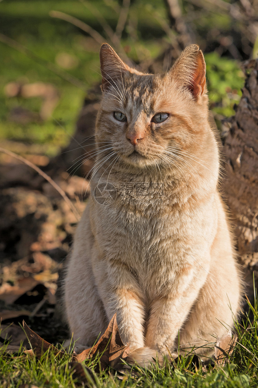 外边一只可爱的小橙色猫的肖像眼睛哺乳动物条纹宠物猫咪黄色毛皮橙子动物图片
