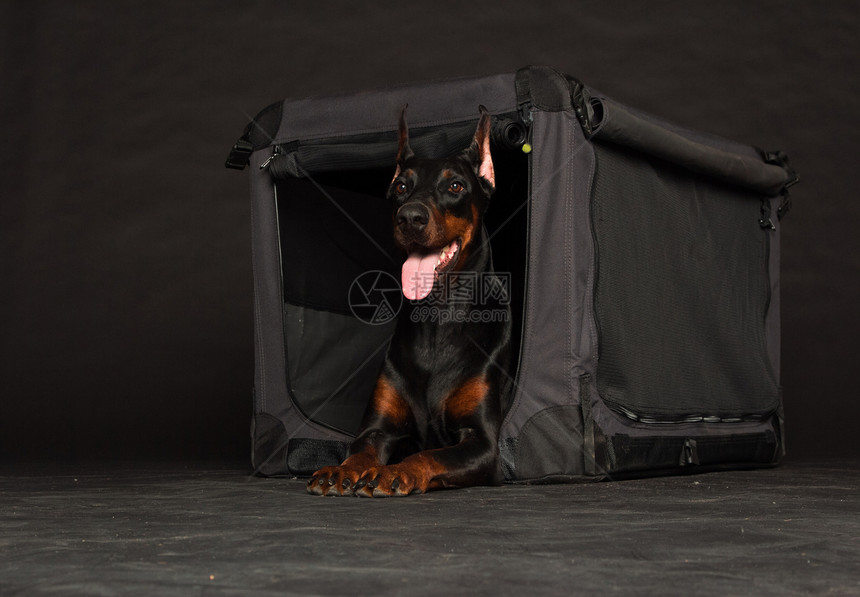 鸟笼附近的多伯曼狗入口宠物交通运输盒子黑色纺织品安全织物兽医图片