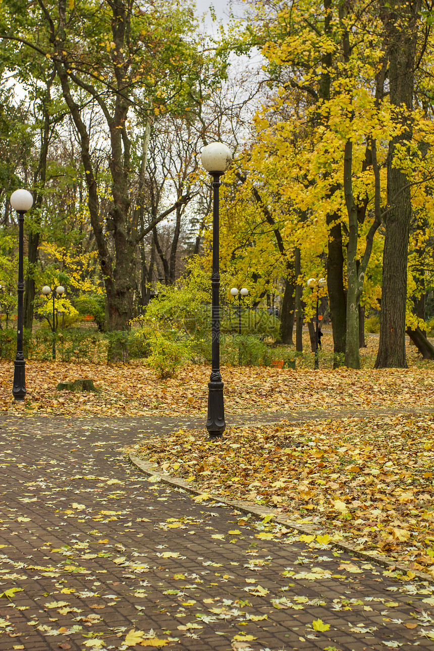公园小巷棕色风景场景人行道树叶叶子树木季节绿色小路图片