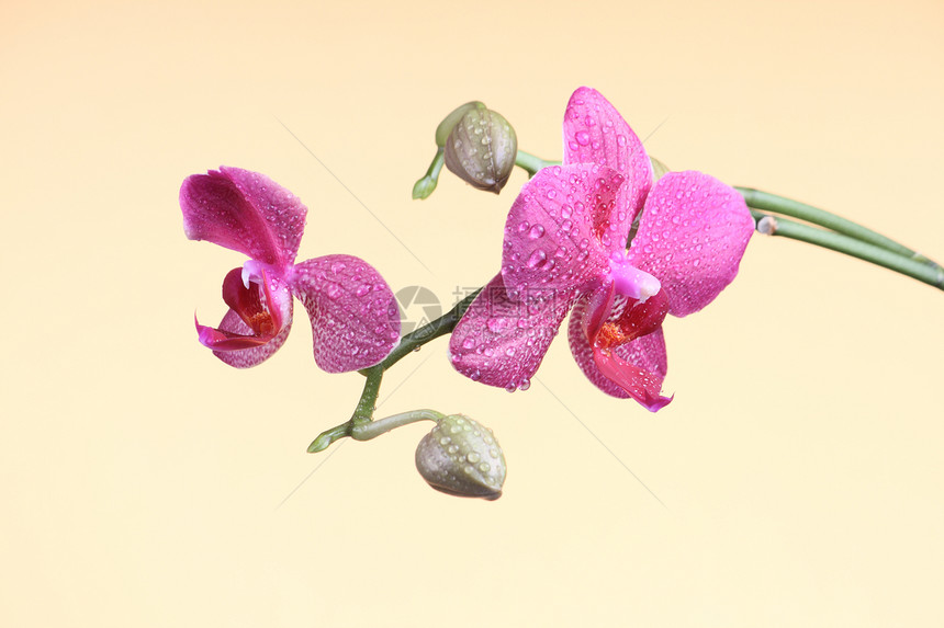 树枝上有花朵的兰花活力异国花束绿色情调粉色花瓣植物热带图片