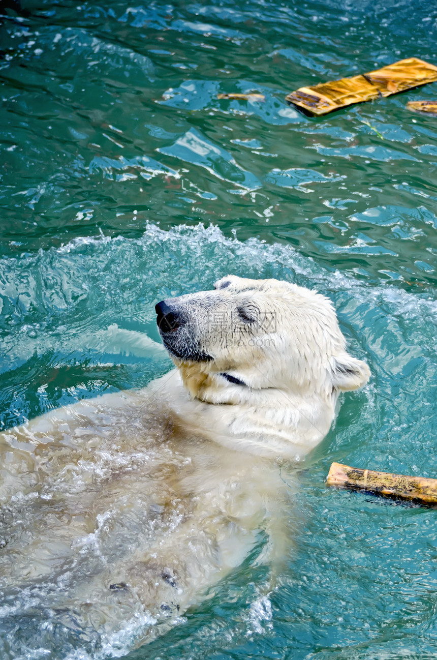 水中北极熊哺乳动物野生动物水平享受寒冷食肉白色乐趣生存荒野图片