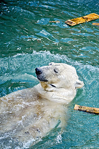 北极熊游泳生物蓝色的高清图片