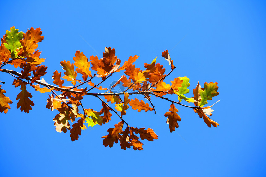 蓝色天空背景的树上的彩色叶子棕色季节橙子橡木黄色金子图片